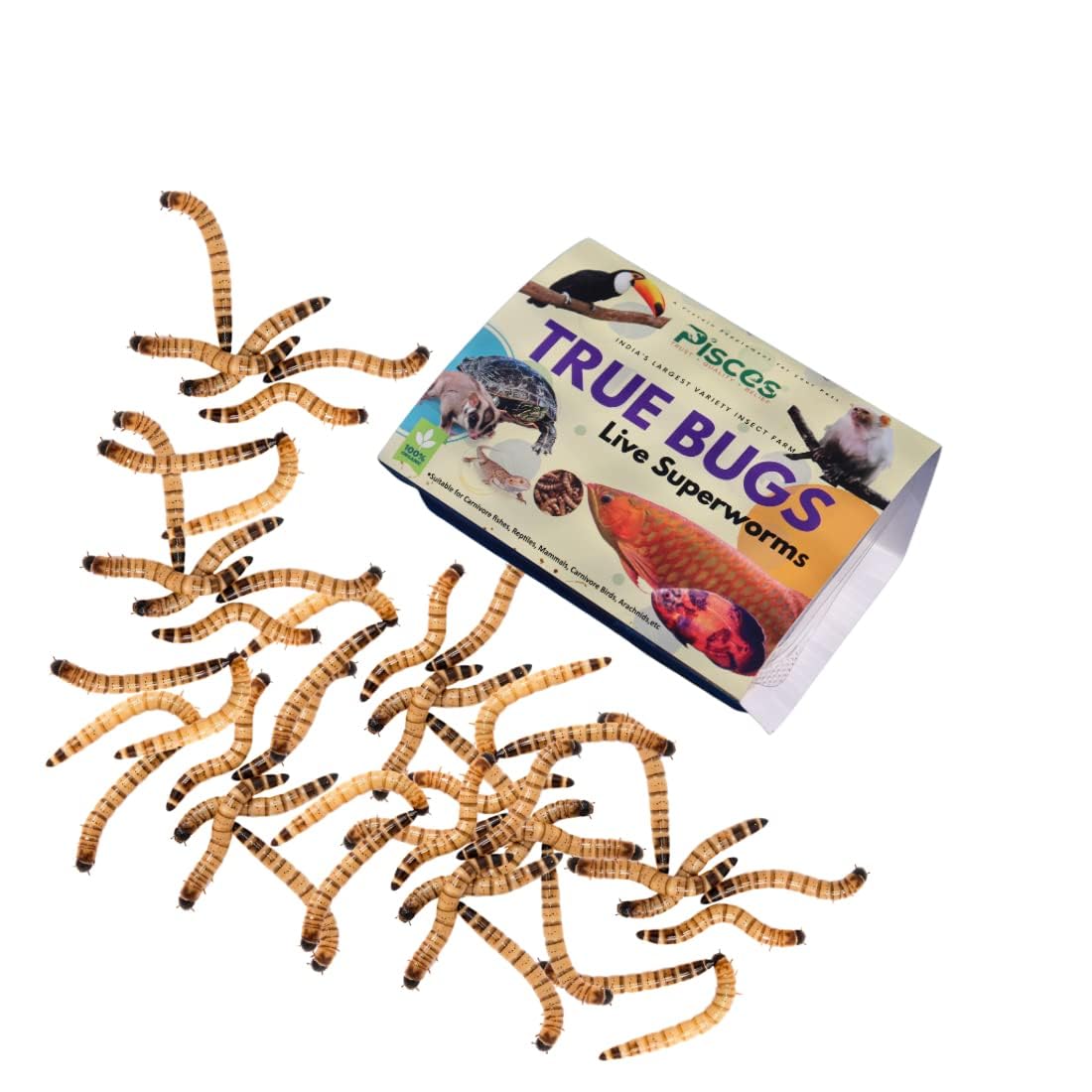 PISCES True Bugs Live Superworms 100 Pcs | Hight Protein Treat Food with Natural Supplement for All Life Stages Aquarium Fishes Like Arowana, Reptile, Monkey and Other Pets-image-39