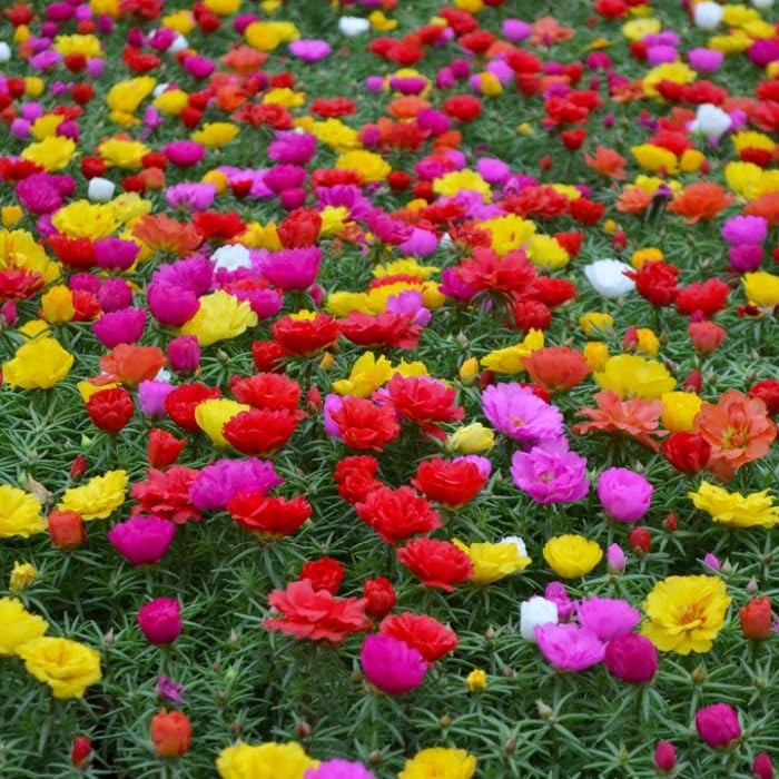 Portulaca Flower Seeds Mix, Fresh Colors for Gardens, Homes, Pink...
