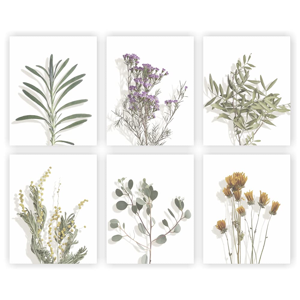 Eleville 8X10 Unframed Set of 6 Floral Plant Plant Prints Posters Botanical Prints and Floral Wall Art Plant Botanical Prints Set wgn552