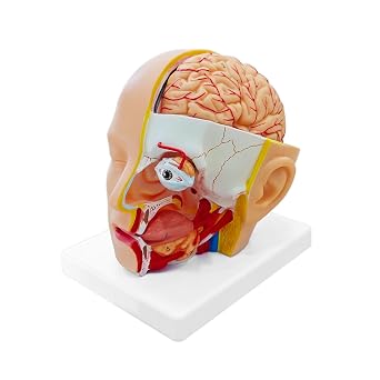 Human Head with Brain Anatomy Model,4 Part Life-Size Head Cross Section Anatomical Model Cerebellum Eye Oral Nasal Cavity Tongue with Product Manual Card and Base for Medical Education Study