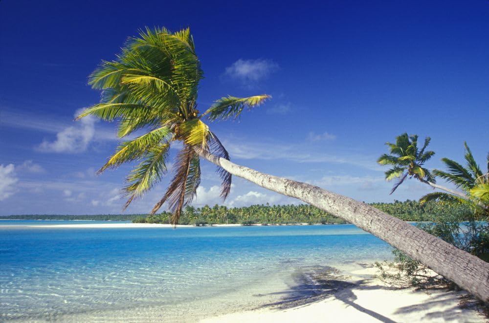 Amazon.com: Leaning palm trees on the white sand beach of a