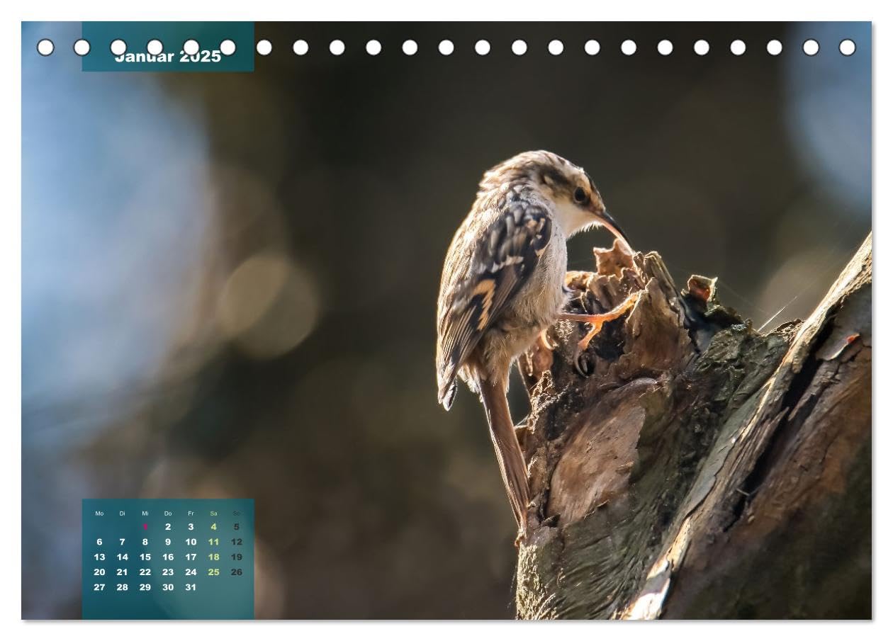 Gefiederte Vogelfreunde (Tischkalender 2025 DIN A5 quer), CALVENDO Monatskalender: Unsere heimischen Vogelarten im Porträt. (CALVENDO Tiere)
