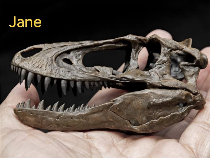 Amazon | ティラノサウルス・レックス T-レックス 頭骨 頭蓋骨