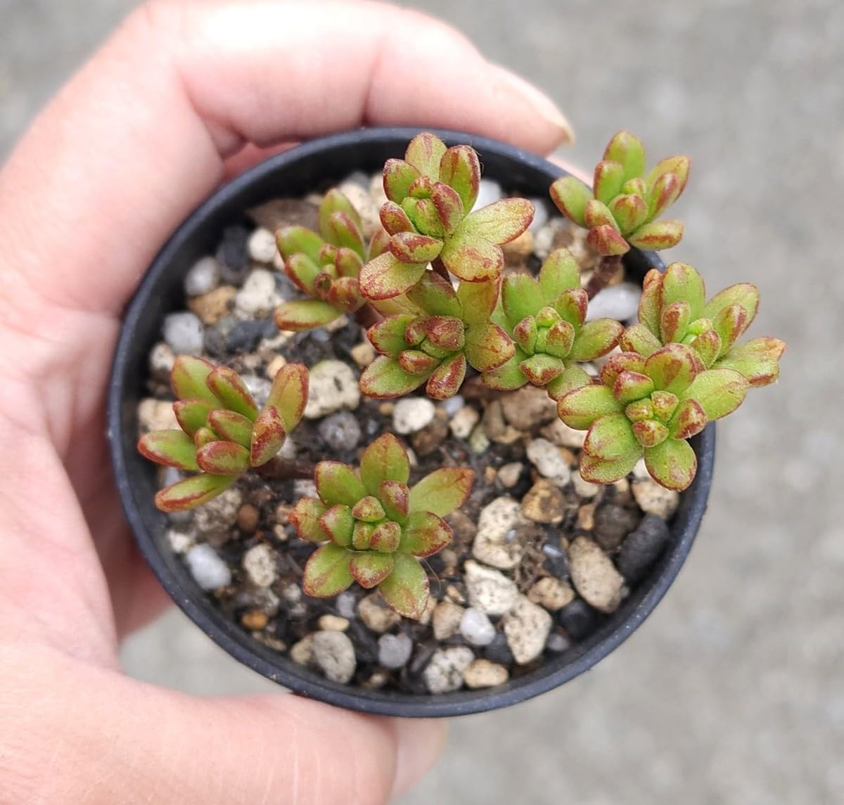 Amazon.co.jp: アエオニウム 小人の祭り多肉植物 カット 苗