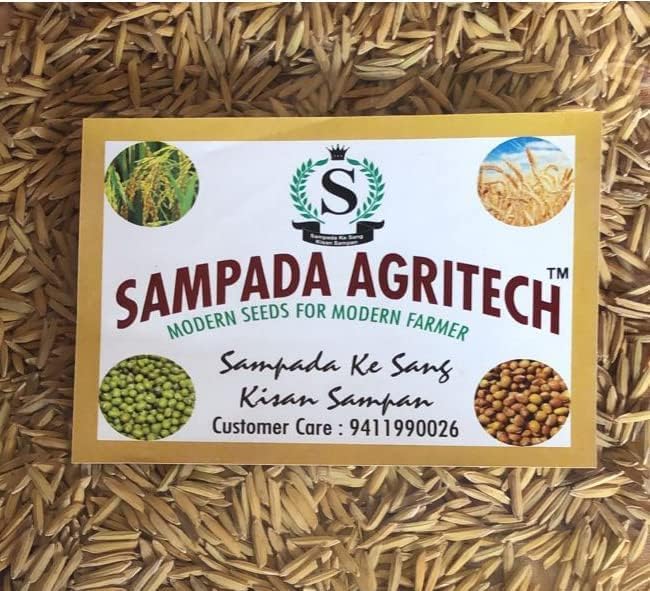 Sampada Foods Agritech | Pusa Basmati Paddy Seeds 1885 1Kg Pack | Dhan, Rice & Paddy Seeds For Farming & Agriculture (Kheti) | Pure Pusa Basmati 1885 Rice Seeds | 1 Kg-image-11