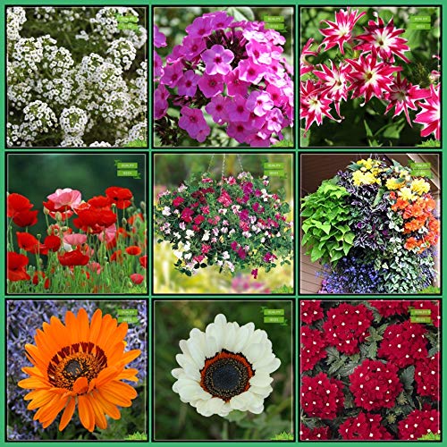Creative Farmer Seeds Combo Flower Seeds : Alyssum, Phlox Beauty Mix, Phlox Twinkle Mix, Iceland Poppy, Sweet Pea, Sweet Willium, Venidium-Orange, Venidium-White, Verbena Mix For Gardening (B07HTN2STF) Amazon Price History, Amazon Price Tracker