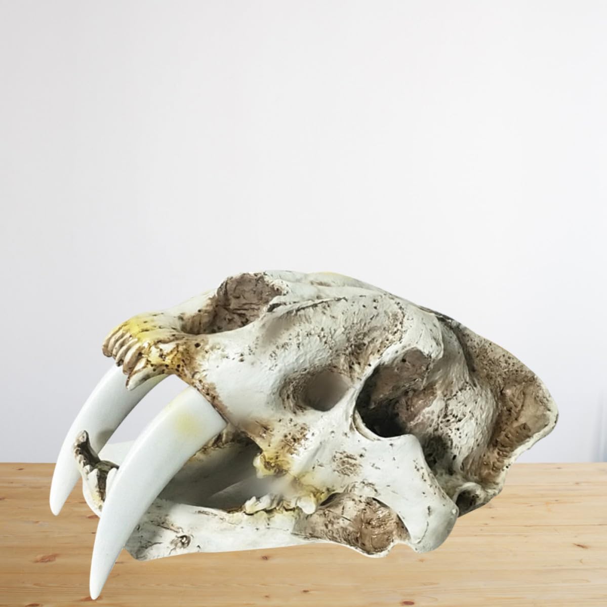 Yardenfun Scultura Teschio di Tigre Dai Denti a Sciabola in Resina