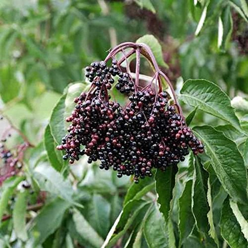 Großfrüchtiger Holunder Haschberg 60-80cm - Sambucus nigra - lebende Gartenpflanze aus den Baumschulen