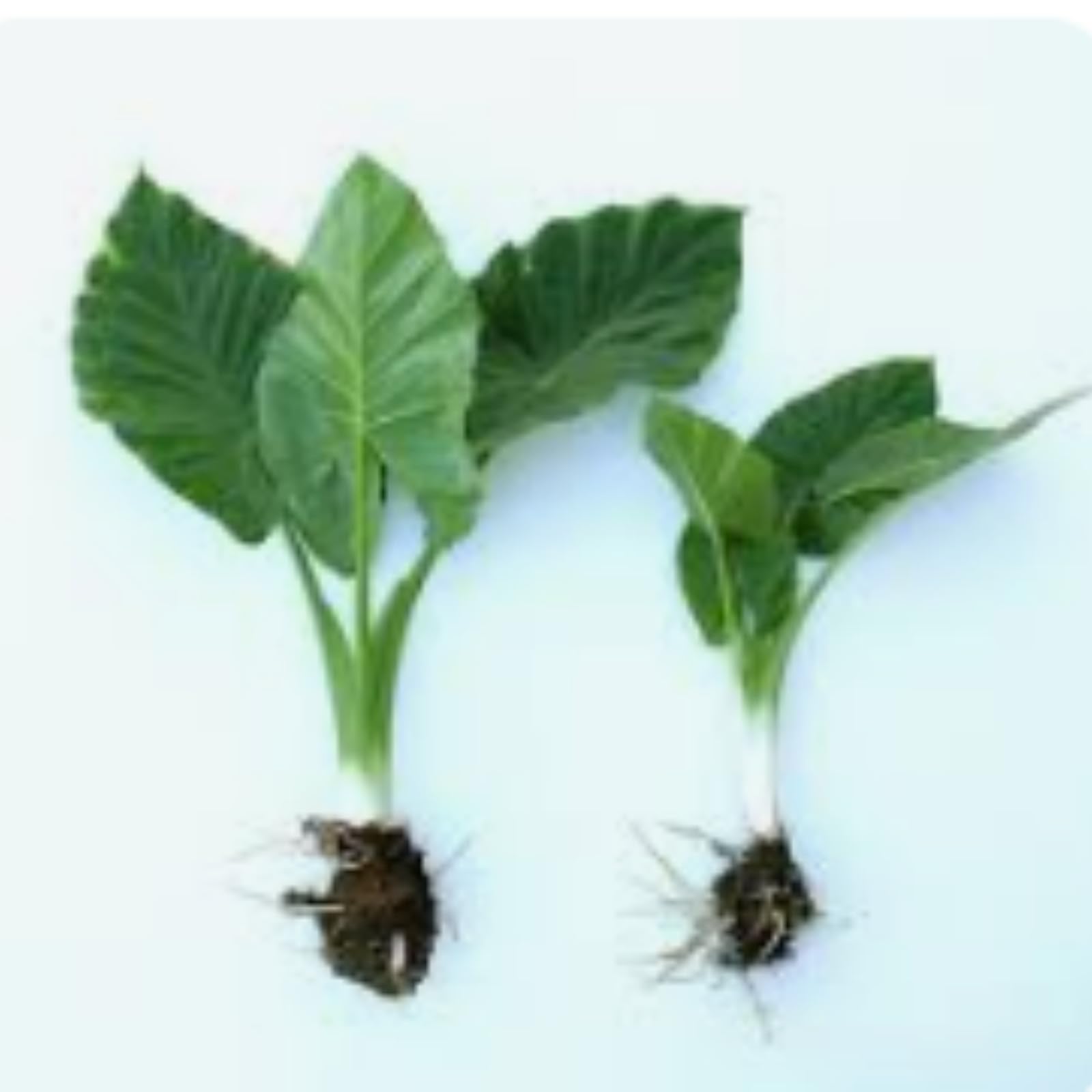 Bulbi Di Peonia E Hosta Misti – Resistenti Al Freddo E Alla Siccità, Perfetti Per Giardino E Balcone