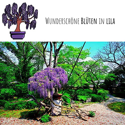 Exotische Bonsai Samen mit hoher Keimrate - Pflanzen Samen Set für deinen eigenen Bonsai Baum (1x Afrikanischer Blauregen)