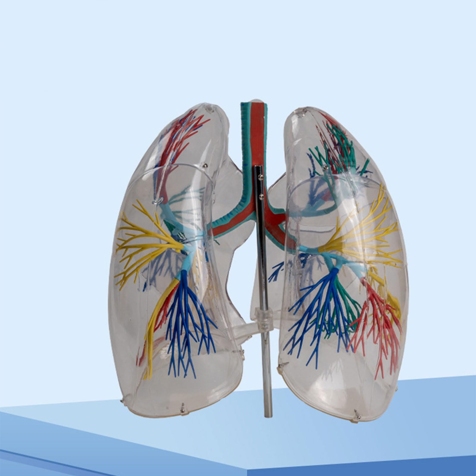 Xiaoxu Modèle Anatomique Transparent de poumons Humains ; Segments respiratoires et pulmonaires ; Anatomie pour l’enseignement médical ; système respiratoire