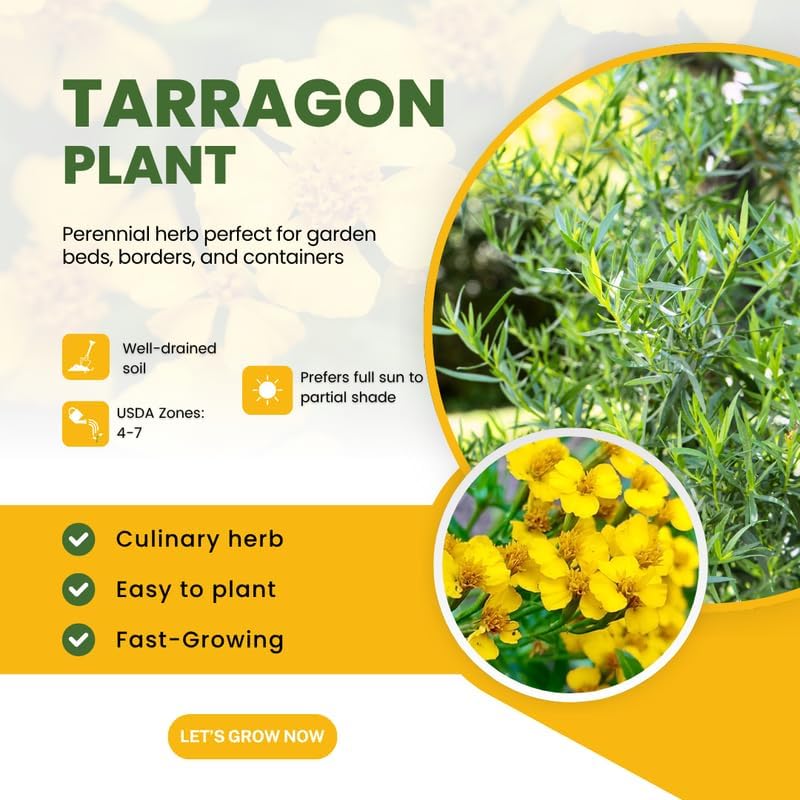 4 Mexican Tarragon Live Plants, Perennial Culinary Herb for Outdoor Garden, Raised Beds, Well-Rooted 4-8" Tall