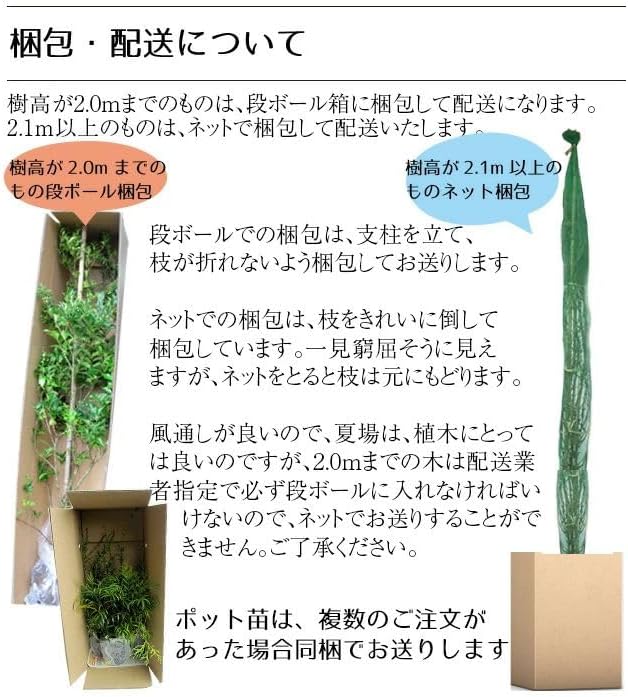 200 山採り ソヨゴ 雌雄不明