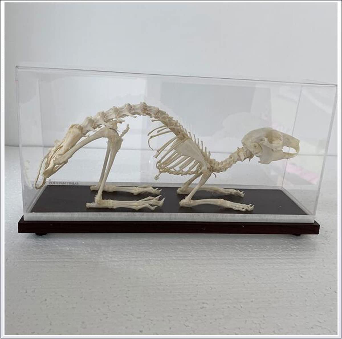 Amazon.co.jp: 天然ウサギの骨格骨標本本物の動物の骨格モデル科学教育