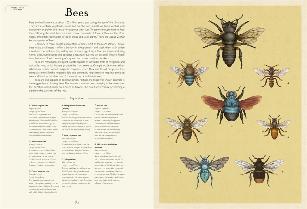 Insectarium: A lavishly illustrated guide to the world of insects in the bestselling Welcome to the Museum series