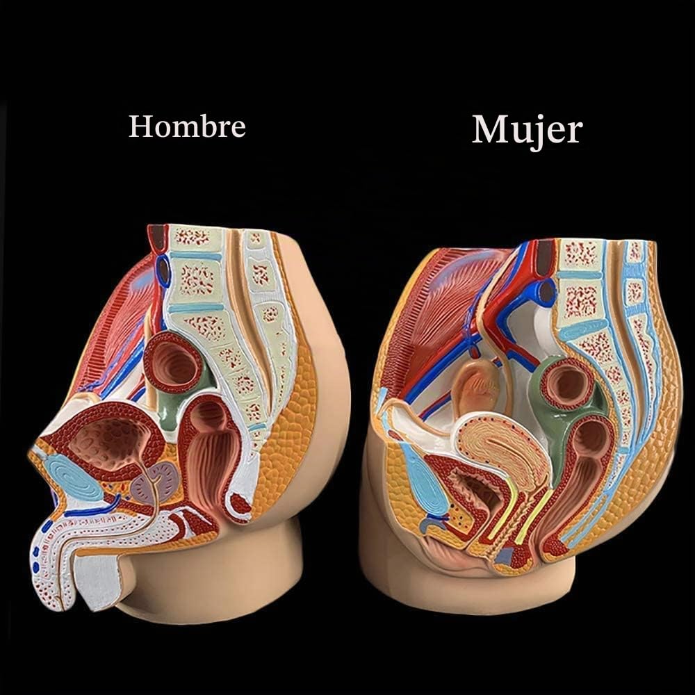 Anatomía Sagital Masculina Femenina Modelo De Anatomía Reproductiva Pélvica Estructura Pélvica Sistema Reproductor Masculino Sección Sagital En La Pelvis Femenina