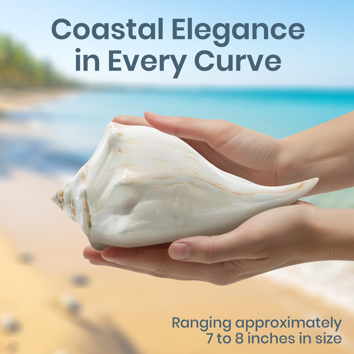 Amazon.co.jp: Atlantic Whelk 貝殻 | 光沢大西洋風 7 – 8インチ