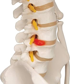 61sx5CPtxNL._AC_UF350, 61sx5CPtxNL._AC_UF350,