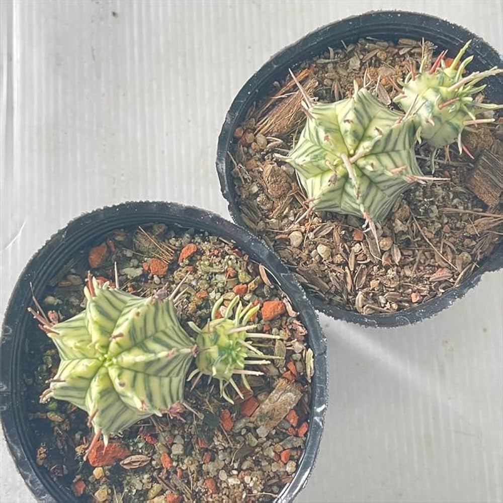 大株 大群生 ユーフォルビア メロフォルミス錦 ユーフォルビア・メロフォルミス錦hyb. | trigger