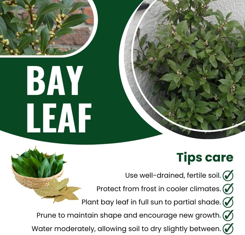 Pack 2 Sweet Bay Laurel Trees, Laurus Nobilis Plants, Bay Leaf Tree Live Plant, 4 to 9 Inches