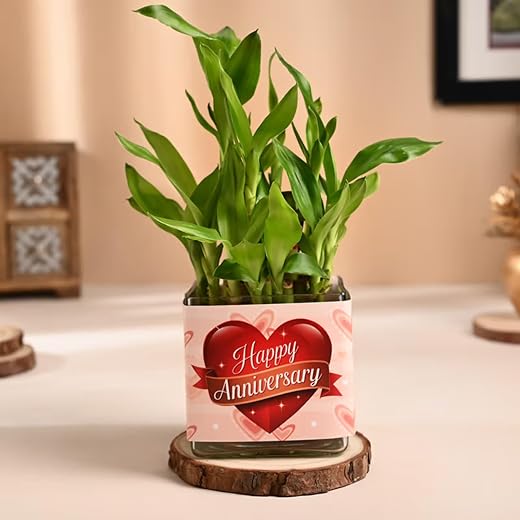 FlowerAura Air Purifyng 2 Layer Lucky Bamboo Live Plant In Happy Anniversary Theme Glass Pot For Office/Home Decor &amp; Anniv...