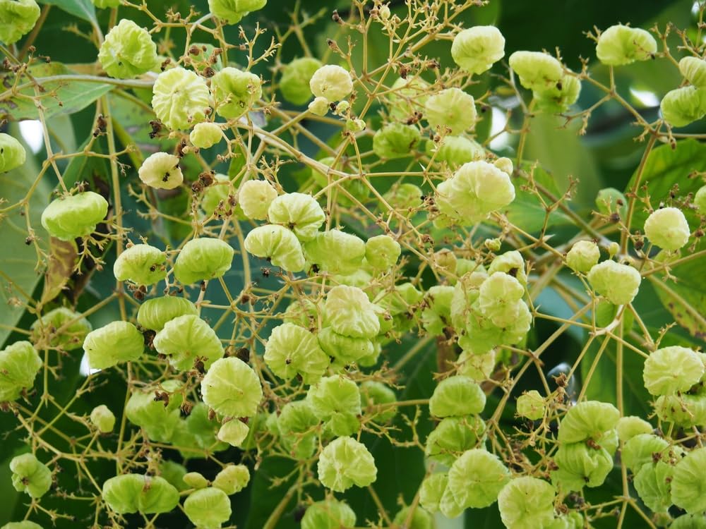 Teak Tree Seeds for Planting - Tectona grandis (10 Seeds)