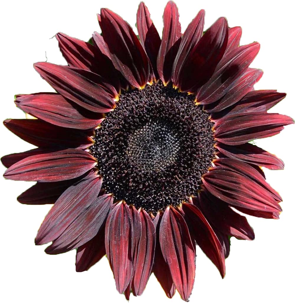 UtopiaSeeds Chocolate Cherry Sunflower Seeds - Beautiful Deep Red Sunflower