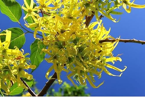 CANANGA ODORATA Semilla Fresca Ylang Árbol Perfume Fragante Canal #5 5 Semillas