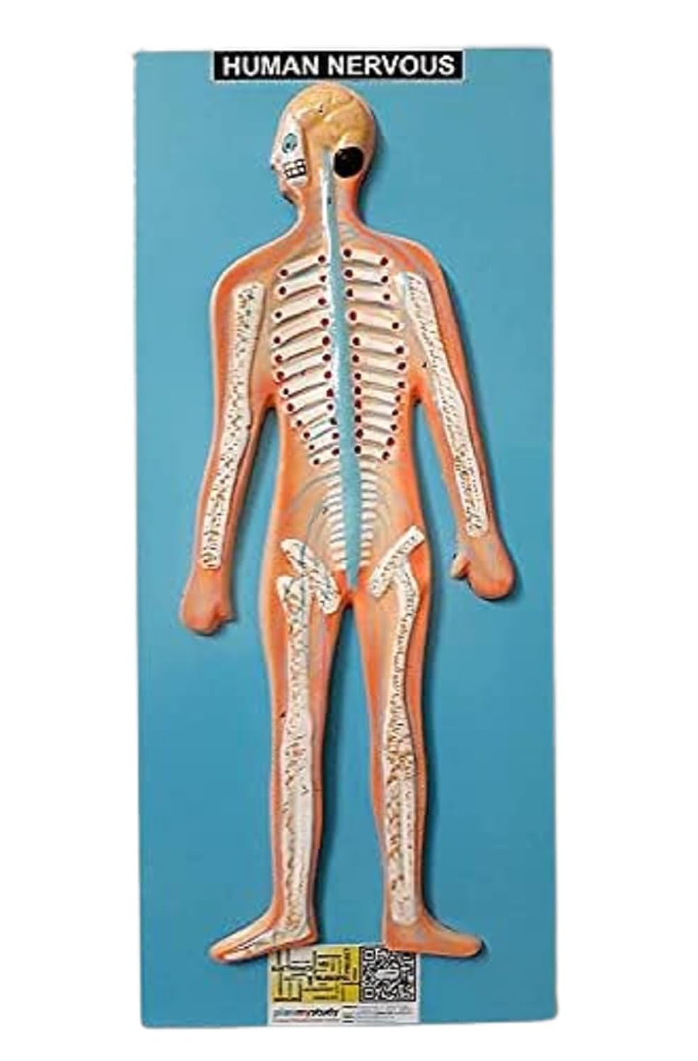 LabHouse Human Nervous System Fiber Glass Model on Board Central nervous system Peripheral nervous system Brain Spinal cord (B0D87G7Y1H) Amazon Price History, Amazon Price Tracker