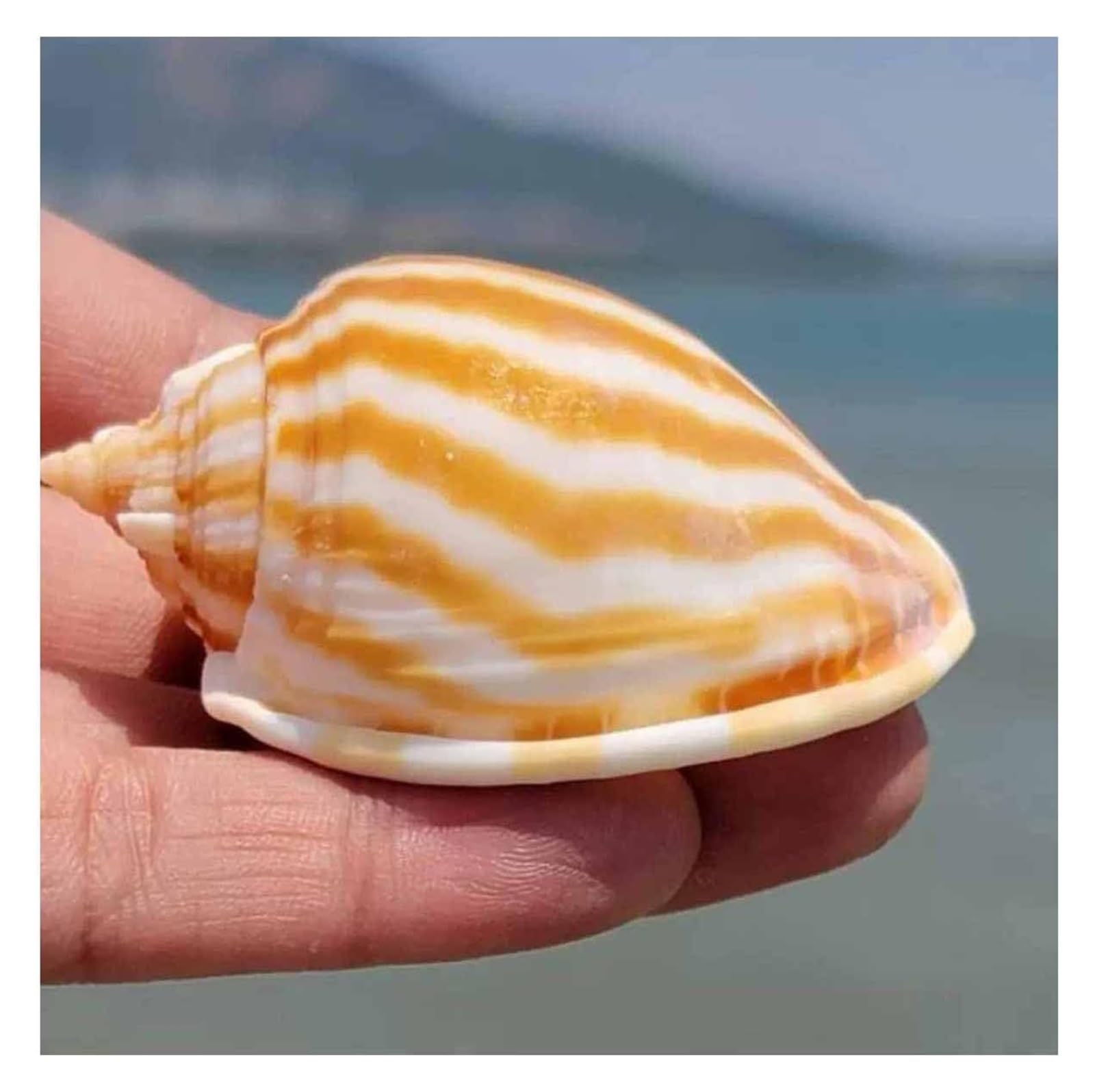YKMYXZ shells， 5~7CM Shells Watermelon Snail for DIY,Wedding Decor Beach Theme Party