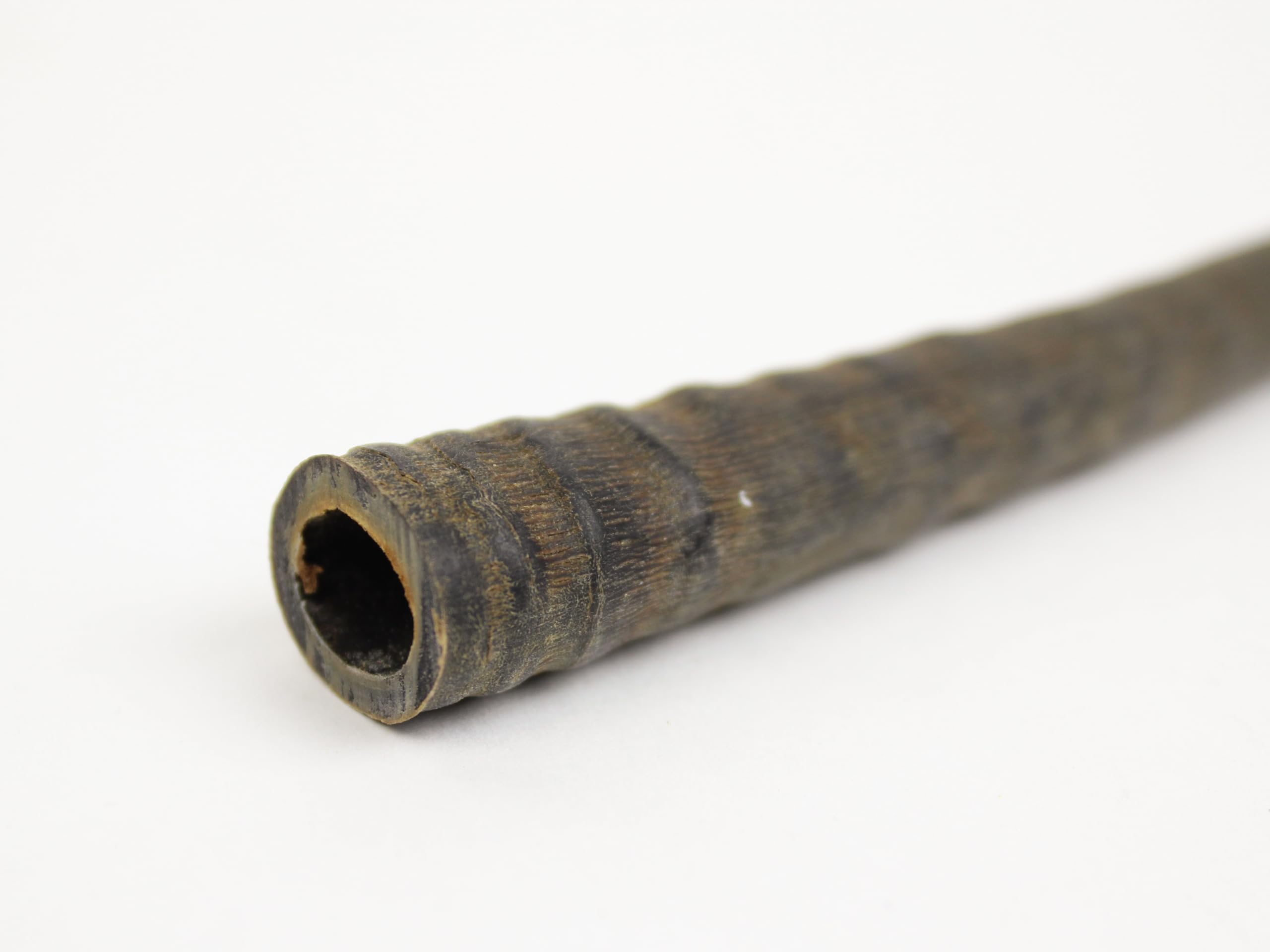 Real Springbok Horn: Small 4.5