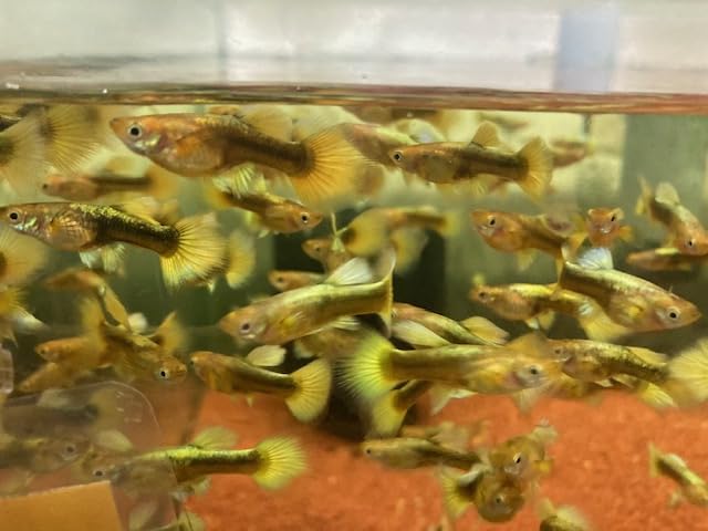 Amazon | (熱帯魚)フルゴールドグッピー 2pr (生体 Amazon | (熱帯魚)フルゴールドグッピー 2pr (生体