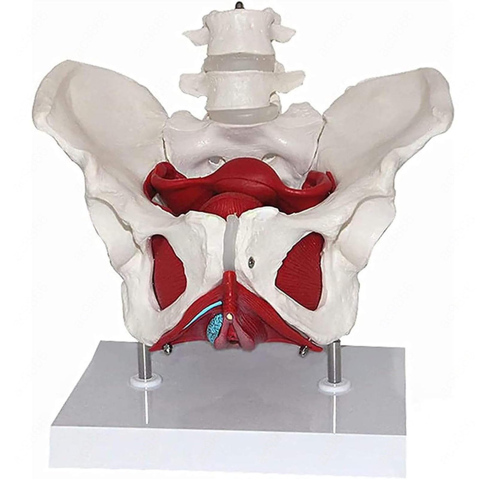 Pelvic Floor Model, Scientific Anatomy Model, Colored Female Pelvis with 4 Removable Parts, Pelvic Floor Muscles and Reproductive Organs, Pelvic Model Female with Muscles, Life Size Pelvis Model