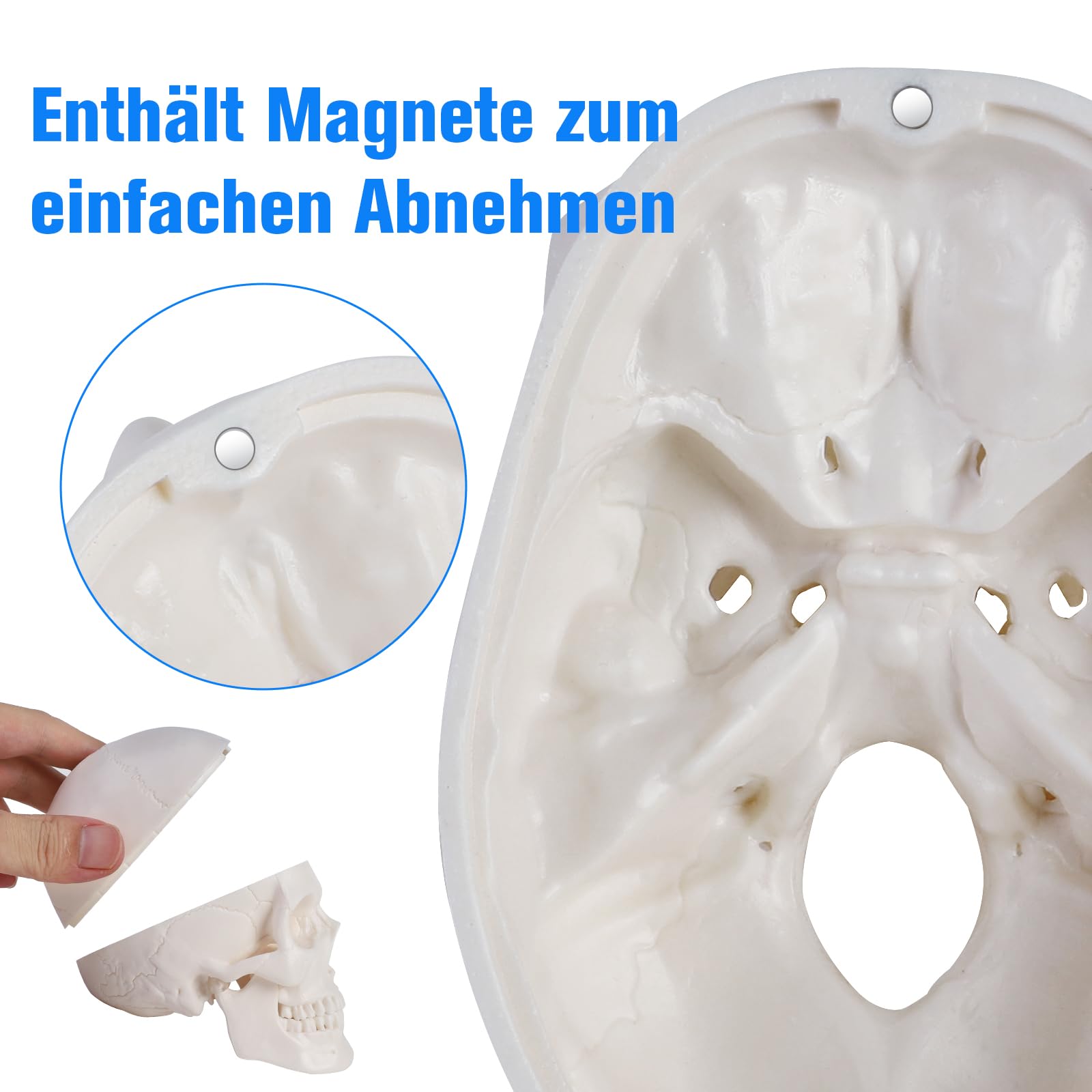 ERWEY Mini crâne modèle de squelette pour l'enseignement de l'anatomie, modèle squelette d'un crâne humain avec mâchoire mordable, blanc