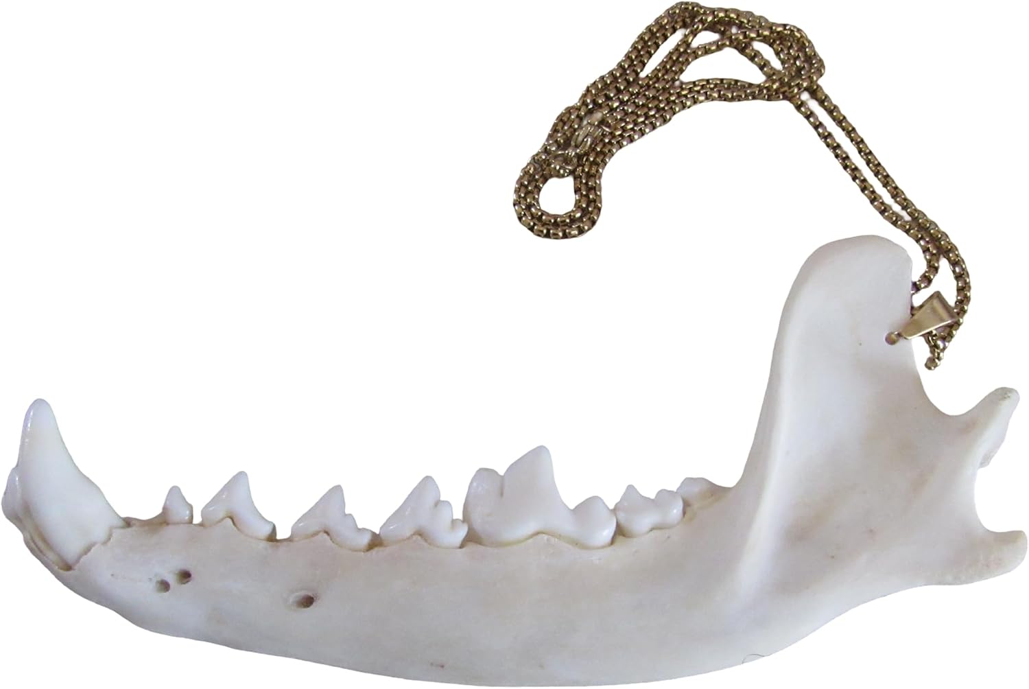 Coyote Jawbone Pendant Necklace Animal Bone Jewelry Gold