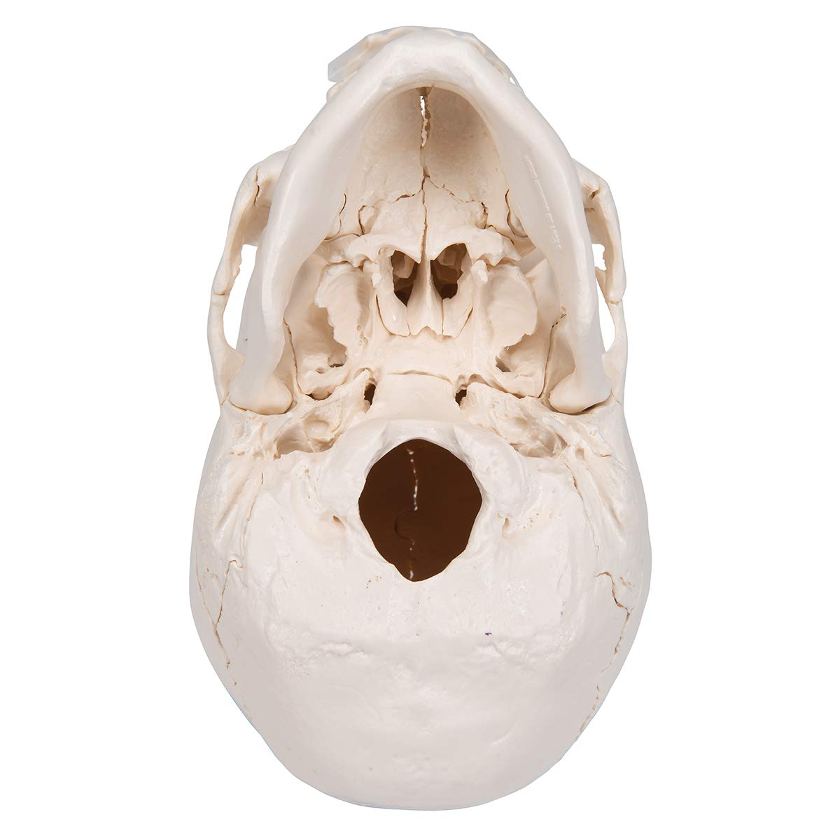 3B Scientific A290 Cranio Scomponibile 3B Scientific, Versione Anatomica in 22 Parti + software gratuito di anatomia - 3B Smart Anatomy