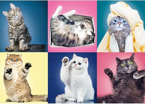 TREFL 500 Piece Jigsaw Puzzle, Kittens, Silly Pets, Cat Collage, Adult Puzzles, Trefl 37377