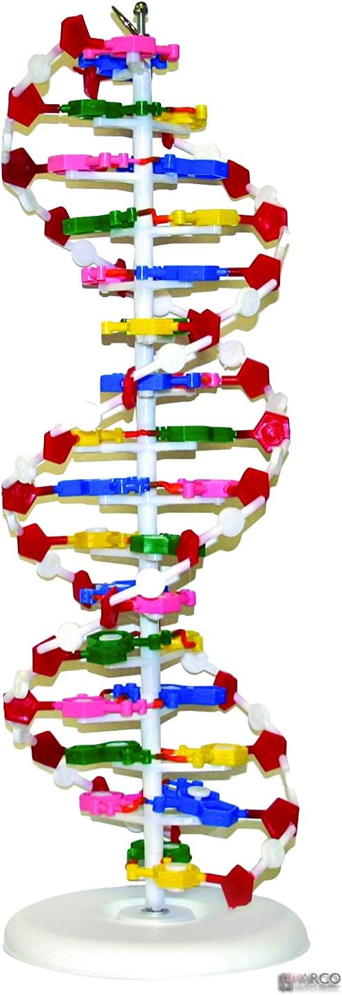 Parco Scientific PADNA1 DNA Model