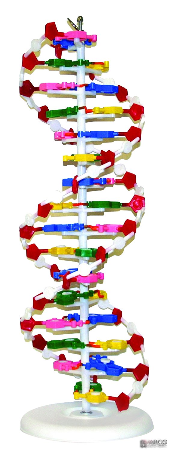 Parco Scientific PADNA1 DNA Model
