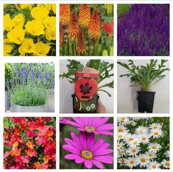 Nurserymans Choice Perennial Cottage Garden Collection of 8X 9cm Garden Ready Plants, Gap fillers