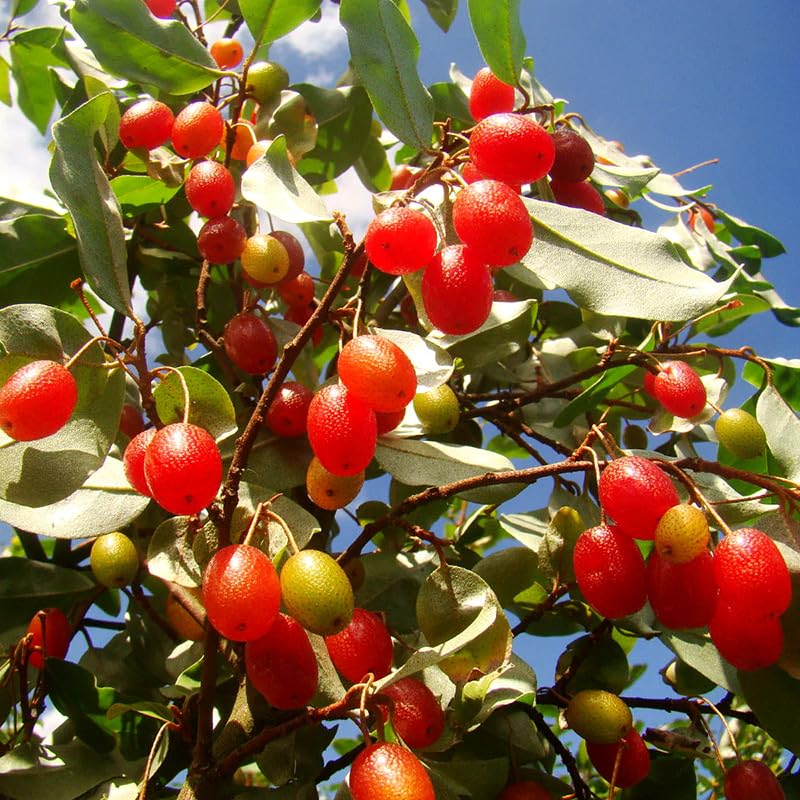 Elaeagnus multiflora 10 PCS Fresh Seeds, Cherry Elaeagnus, Cherry Silverberry, Goumi Seeds, Gumi, Natsugumi, Tree Plant Fruit, Organic Seeds