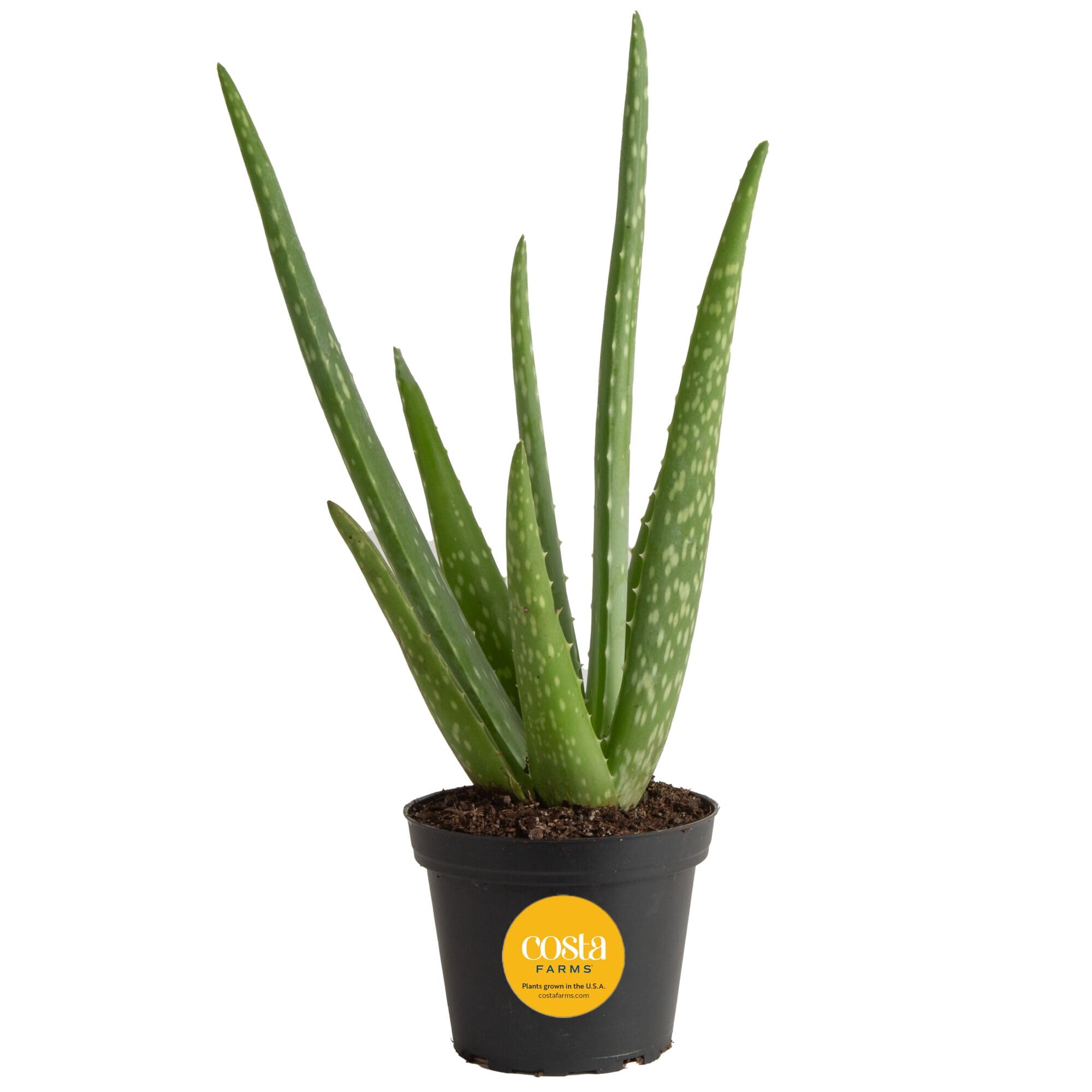 Costa Farms Aloe Vera Plant