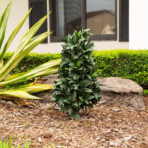 Nearly Natural 3ft. UV Resistant Artificial Laurel Plant with Integrated Ground Stake (Indoor/Outdoor) by Nearly Natural - Image 2