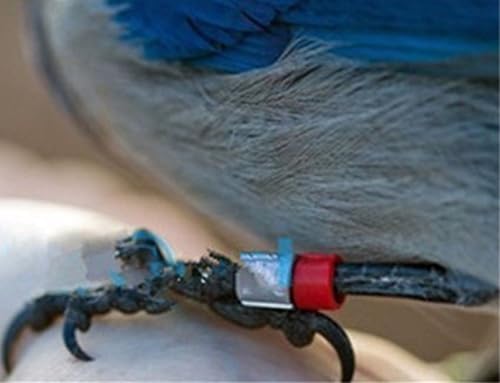 Miniatura 4 de Honbay 200 unidades de color mixto de 0.315 in para pie de 0.315 pulgadas con clip de pájaro en la pierna anillos para paloma, pollitos bantam,