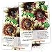 Package of 50 Seeds, Ruby Eclipse Sunflower (Helianthus annuus) Non-GMO Seeds by Seed Needs