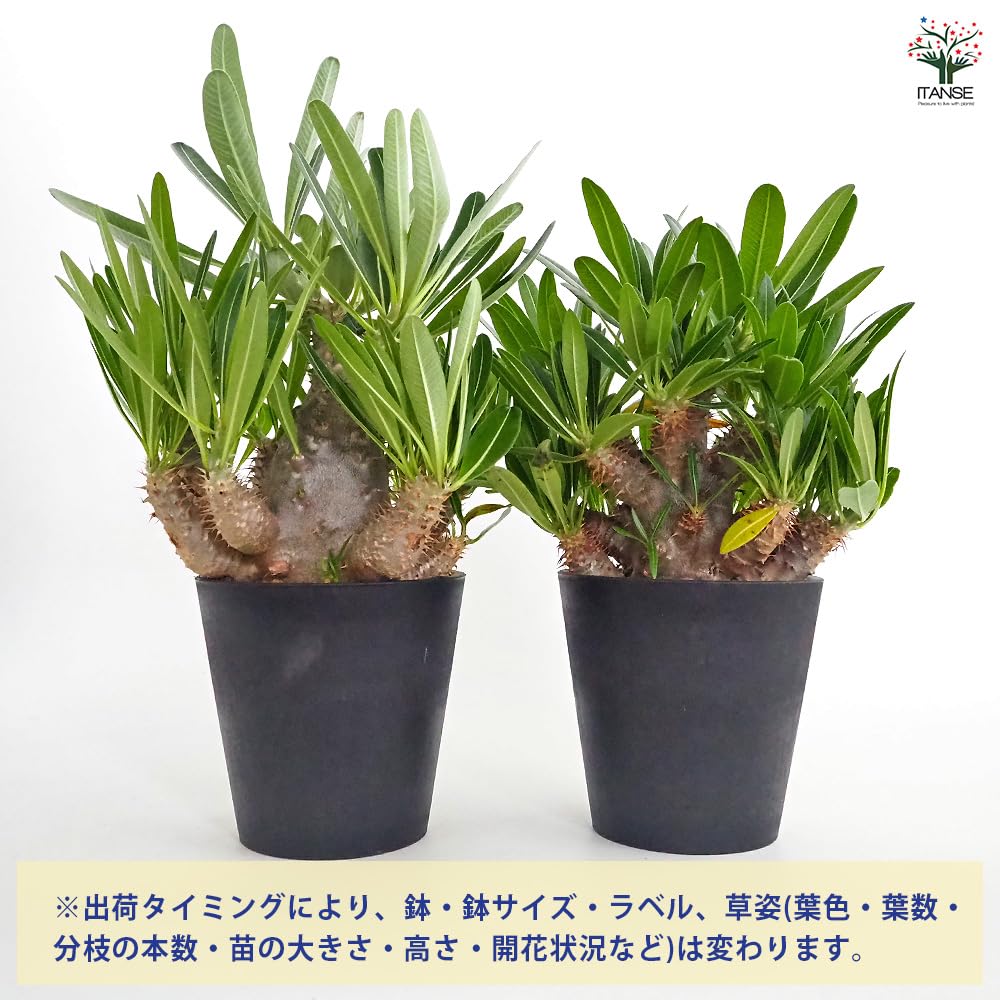 Amazon.co.jp: ITANSE パキポディウム カクチペス 4号 1個売り