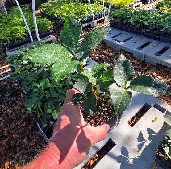 Miniatura 3 de Ice N' Roses Carlotta Lenten Rose - Planta viva (1 QT) - Helleborus Rosa de nieve Evergreen