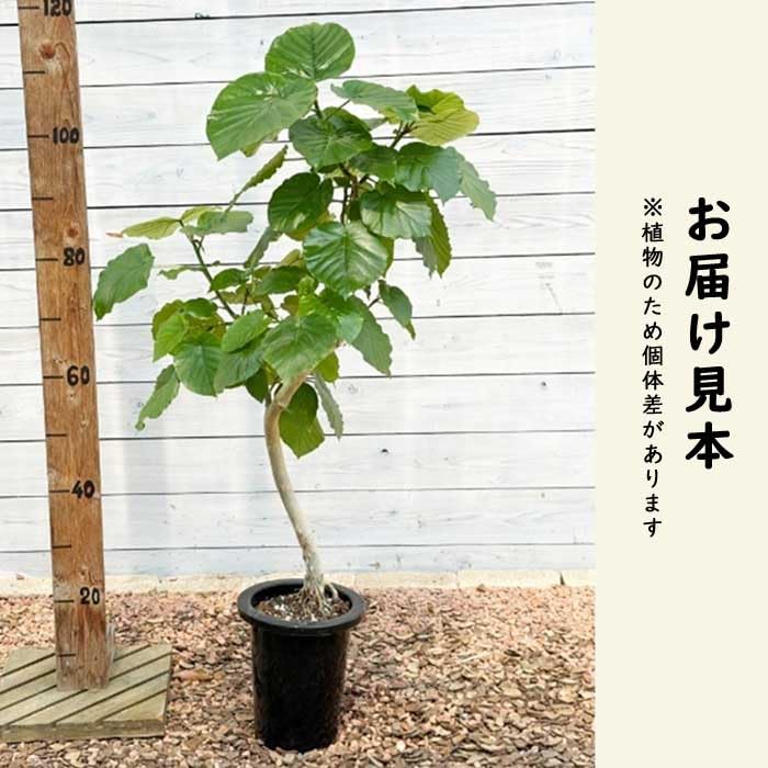 Amazon｜フィカス ウンベラータ 8号鉢 観葉植物 インテリア 玄関