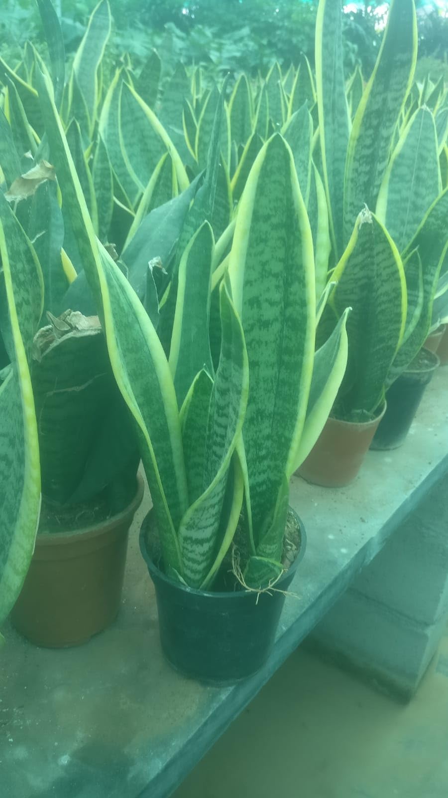 Plants Point Live Snake Plant Air Purifier Plant (B08231PGVP) Amazon Price History, Amazon Price Tracker