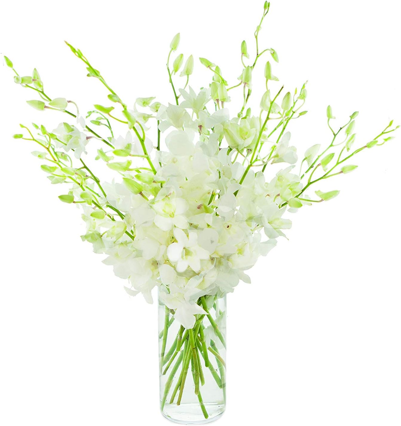 Fresh Flowers - 20 Just Orchids White Dendrobium with Vase